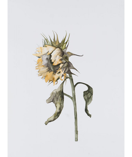 Sunflower 1